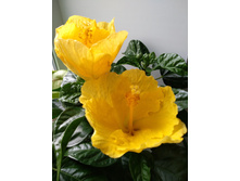 Starlet Yellow