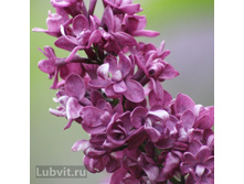 ������ ����� ����.jpg