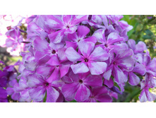 ����� ����������� ����� ����������.jpg