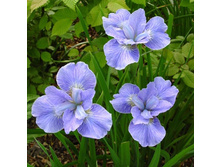 ���� ��������� ��� ������.jpg