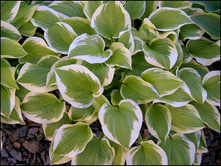 ����� Shade Fanfare.jpg