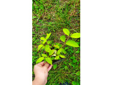 IMG 20210611 093455.jpg