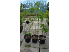 ����������� viber 2021-06-03 10-06-31.jpg