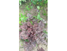 IMG 20210616 145318.jpg