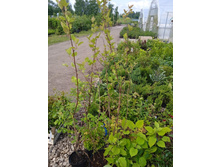 ����������� viber 2021-06-09 16-48-59.jpg