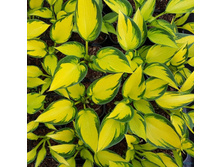 ����� Orange Star.jpeg