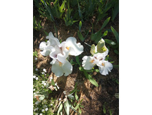 ����������� �����.