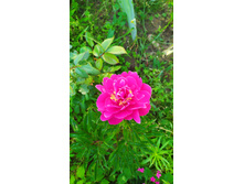 IMG 20210620 080824.jpg