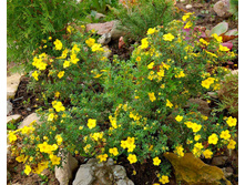 �������� ������������� Goldstar ��������.jpg