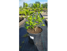 ����������� viber 2021-06-03 10-07-21.jpg