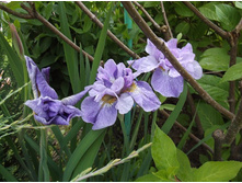 ���� ��������� ����-��-�����