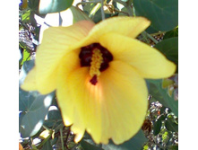 Tiliaceus var.