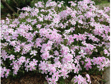 ����� ���������� Kimono ������.jpg