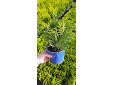 ����������� viber 2021-06-02 13-15-17.jpg