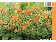 �������� ����-������� TOSAI.jpg