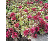 ������ ������ PURPURTEPPICH.jpg