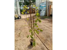 ��� ����� �� ������ - ����� ���� �� ���������! ������ ������ 90��