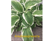 2020-06-09 07-24-05 1591770404411.PNG