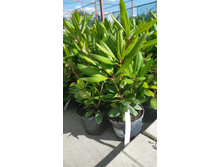 ����������� viber 2021-06-03 10-05-54.jpg