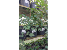 ����������� viber 2021-06-03 10-08-49.jpg