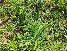 IMG 20210619 104307-01.jpeg