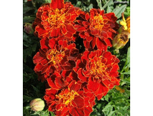 ��� �����.jpg