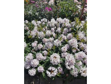 ����������� viber 2021-06-02 13-10-39.jpg