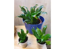 �������. ��������� �� 100�, ������� 200�.