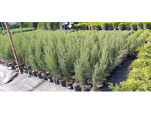 ����������� viber 2021-06-02 13-14-45.jpg