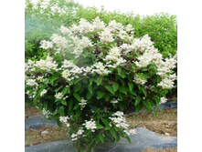 ��������� ������.jpg