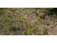 IMG 20210605 110358.jpg