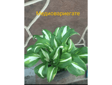 2020-06-09 07-18-31 1591770410281.PNG