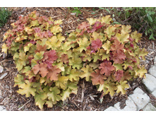 ������� ��������� Caramel ��������.jpg