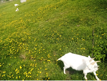 IMG 20210523 131350 — �����.jpg