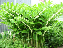 ������ ����������.jpg