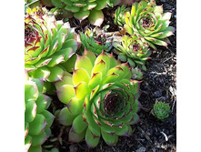 ������ (��������) ���������� ���� 100 � �� 1 ������� �� 7-10 ��.