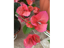 ����������� Mrs.butt compact (�.�.) - 300 ���.