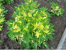 �������� ����������� ������� �����������.jpg