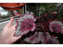 ������� Charlotte Chiffon - 150 ���.