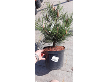 ����������� viber 2021-06-02 13-13-31.jpg