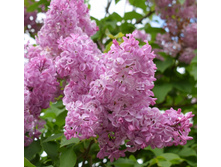 ������ ������.jpg