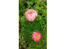 IMG 20210607 131018.jpg