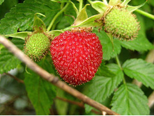 ����������� ������.jpg