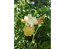 ���� ������������ �������� ������