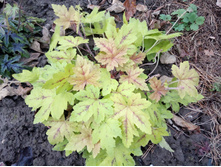 ���������� ��������� Sunrise Falls ������� ����.jpg