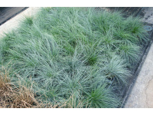 �������� ��������� BUDDY BLUE.jpg