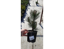 ����������� viber 2021-06-02 13-12-19.jpg