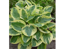 ����� Snow Cap.jpg