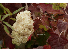 ��������� ����������� ���� ����.jpeg