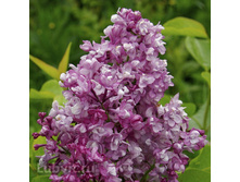 ������ ��������.jpg